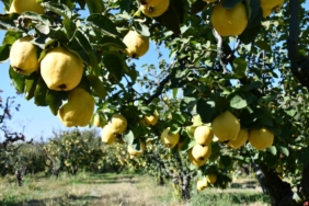 11haber-5661089-bilecik-in-meshur-yiyecekleri-kisin-sifa-kaynagi-0.jpg