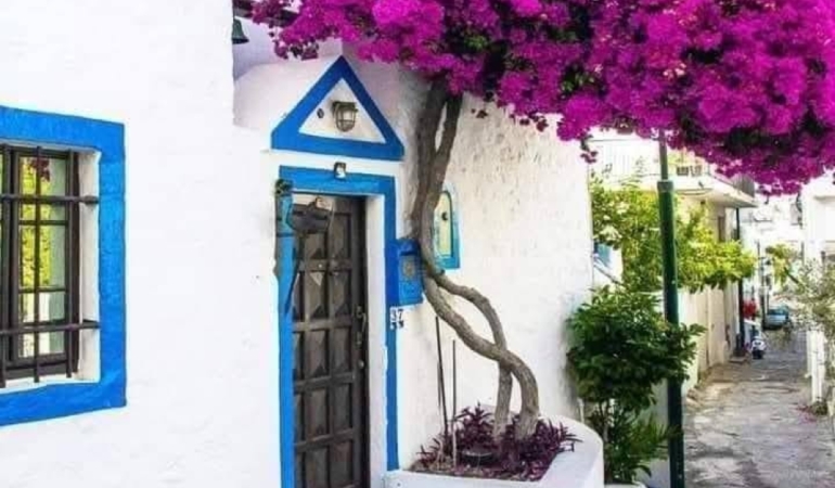 11haber-221939-bodrum-da-evleri-saran-begonvilleri-ulkemize-kim-geti-mis-0.jpg