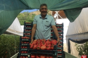 11haber-485978-bilecik-in-antalya-sinda-pembe-domates-hasadi-basladi-4.jpg