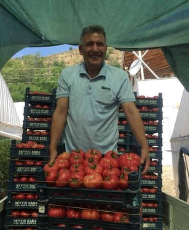 11haber-485978-bilecik-in-antalya-sinda-pembe-domates-hasadi-basladi-4.jpg