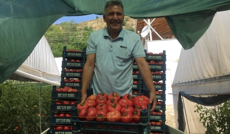11haber-485978-bilecik-in-antalya-sinda-pembe-domates-hasadi-basladi-4.jpg