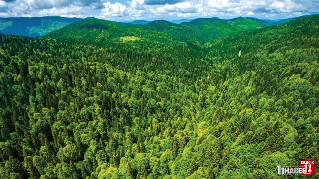 11haber-3211027-dogaya-acilan-savas-ormansizlastirma-0.jpg