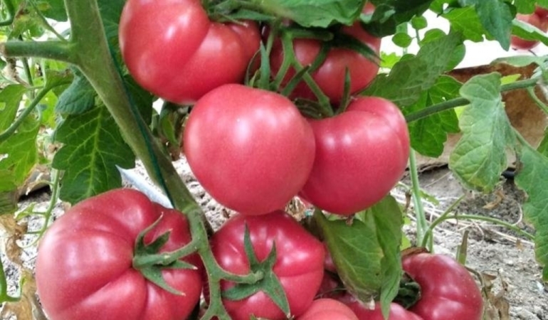 BİLECİK’İN ANTALYA’SINDA KIRMIZI HAZİNE