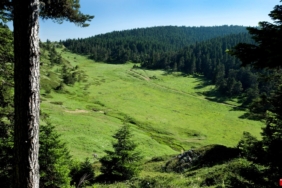 11haber-633555-yesil-vatani-korumak-hepimizin-gorevi-2.jpg