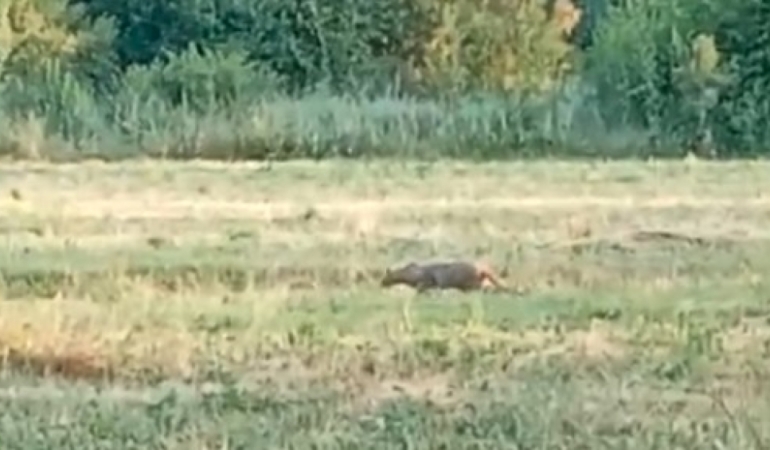 Bilecik’te Avlanırken Kameraya Takıldı!
