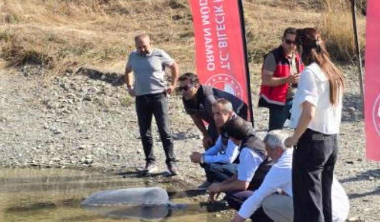 Bilecik’te Gölet ve Barajlara 512 Bin Sazan Yavrusu Bırakıldı